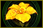 yellow flower.png